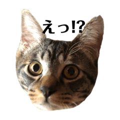 [LINEスタンプ] 飼猫のキジトラと黒猫 