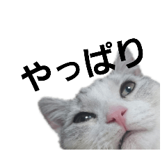 [LINEスタンプ] にゃんこの一言スタンプcat（くうちゃん） 