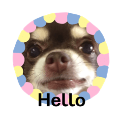 [LINEスタンプ] ルーシー:チワワスタンプ 