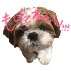 [LINEスタンプ] シーズーココちゃんの色んな言葉スタンプ2 
