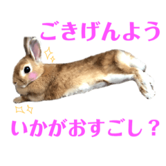[LINEスタンプ] うさぎと野良猫 