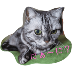 [LINEスタンプ] おうちのねこちゃんたち 