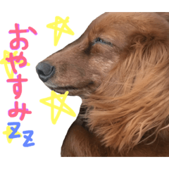 [LINEスタンプ] わんころ生活 