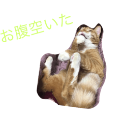 [LINEスタンプ] 6匹のにゃんず 