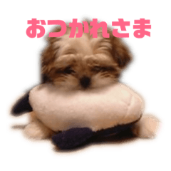 [LINEスタンプ] シーズーのショコラ fetchpriority=high
