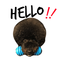 [LINEスタンプ] トイプードルのしょうきち fetchpriority=high