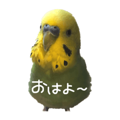 [LINEスタンプ] インコのりりちゃんスタンプ 