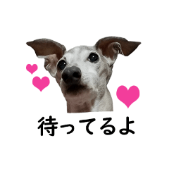 [LINEスタンプ] イタグレの日常会話スタンプ Ver.1 