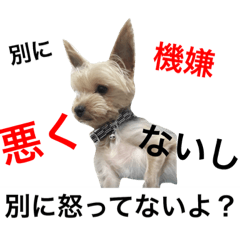 [LINEスタンプ] 親バカヨーキースタンプ かいだらけ