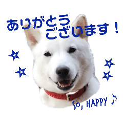 [LINEスタンプ] マサの日常♪④