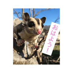 [LINEスタンプ] 桃太郎の日常       フクロモモンガ 