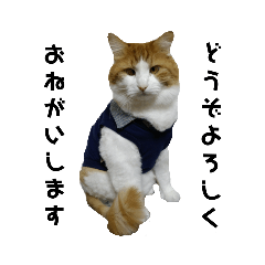 [LINEスタンプ] 可愛い猫のこじゅくんスタンプ 