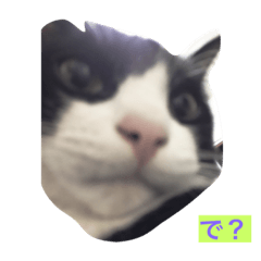 [LINEスタンプ] 加藤家の猫さんズ fetchpriority=high
