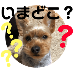 [LINEスタンプ] ちょこちゃんのスタンプ2 