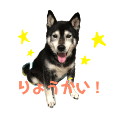 [LINEスタンプ] 黒柴しえる