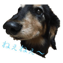 [LINEスタンプ] オレはリキ！ 