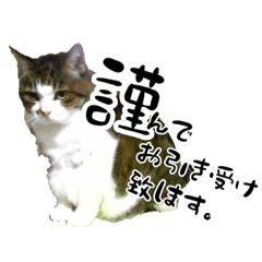 [LINEスタンプ] ちゃーしゅーめい
