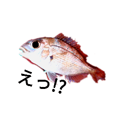[LINEスタンプ] ヘンテコ魚魚魚 