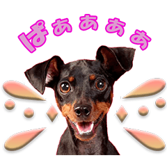 [LINEスタンプ] ミニチュアピンシャーの日常会話 Part3