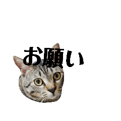 [LINEスタンプ] やる気のあるネコの銀次