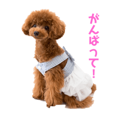 [LINEスタンプ] 我が家のお姫様♡Cocoa♡ 