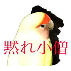 [LINEスタンプ] コザクラインコPちゃんスタンプ 