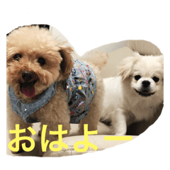 [LINEスタンプ] ちょことぷに 