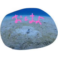 [LINEスタンプ] まったーりした海洋生物系スタンプです 