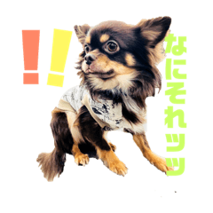 [LINEスタンプ] チワワのROYスタンプ 