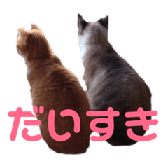 [LINEスタンプ] 橋本家のネコ三兄弟