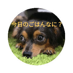 [LINEスタンプ] チワックスのミートくん！①