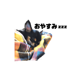[LINEスタンプ] チワワブラックタン、ロンちゃんの日常2 