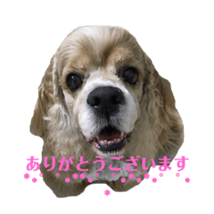 [LINEスタンプ] アメコカFuuta②