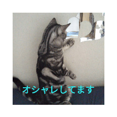 [LINEスタンプ] にゃんこファミリーnyanko 
