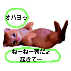 [LINEスタンプ] 猫の言霊“ねことだま”(茶トラver.)の画像（メイン）