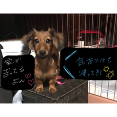 [LINEスタンプ] カニヘンダックス❤︎らんちゃん 