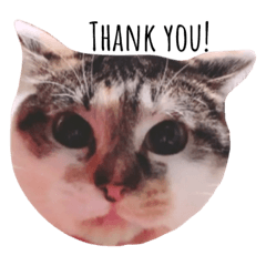 [LINEスタンプ] こうめにゃん 