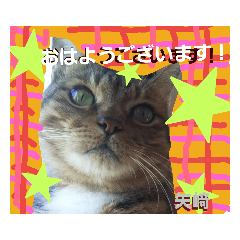 [LINEスタンプ] 矢﨑 3 無難な矢﨑 