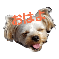 [LINEスタンプ] ヨーキーなラスク 