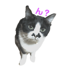 [LINEスタンプ] めんこニャンズ 