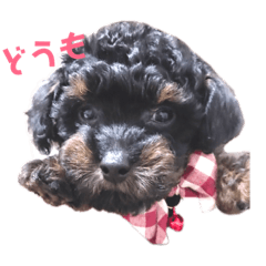 [LINEスタンプ] トイプードルの小鉄くんです 
