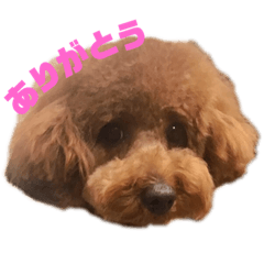 [LINEスタンプ] トイプードルのララァちゃん その1