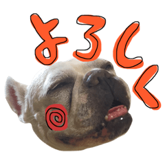 [LINEスタンプ] フレンチブルドッグの美々～日常言葉～ 