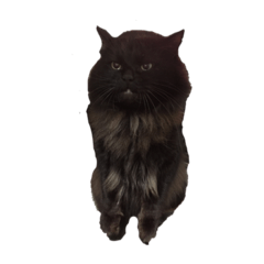 [LINEスタンプ] 黒猫のちょこ第2弾