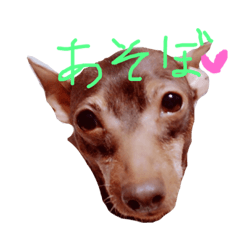 [LINEスタンプ] ドビーちゃん 