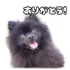 [LINEスタンプ] 黒ぽめリット 