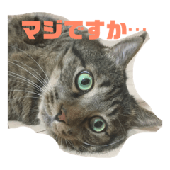 [LINEスタンプ] スズだもん！ fetchpriority=high