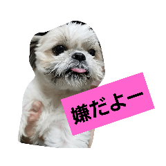 [LINEスタンプ] 僕ちーるです～ちーるの1日～ 