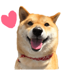 [LINEスタンプ] 柴犬の春さん 