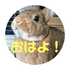 [LINEスタンプ] 我が家のもちくん 